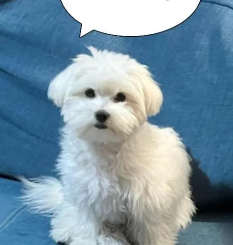 Apartament Nest & Parking *